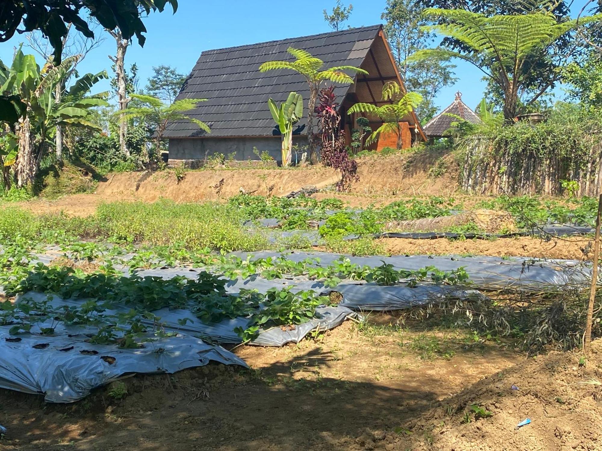 Lembah Cinta Mayungan Baturiti Экстерьер фото